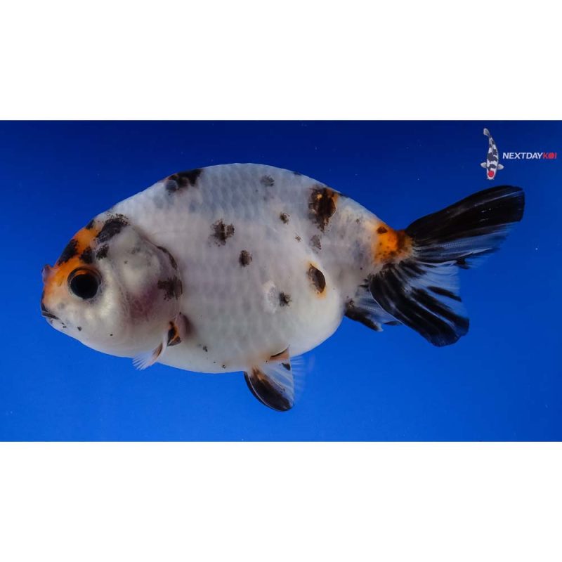 get-to-know-ranchu-goldfish-next-day-koi