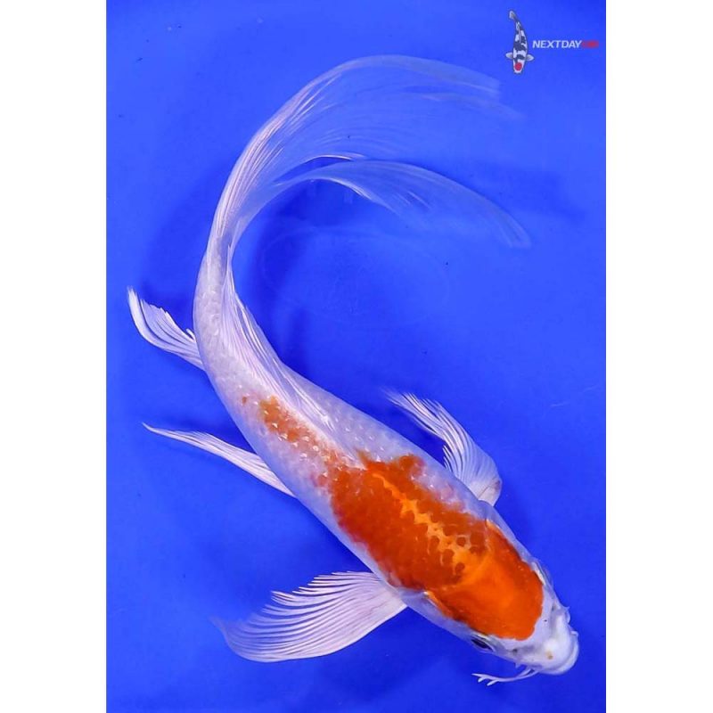 8” Imported Hariwake Butterfly Koi | Koi Fish For Sale