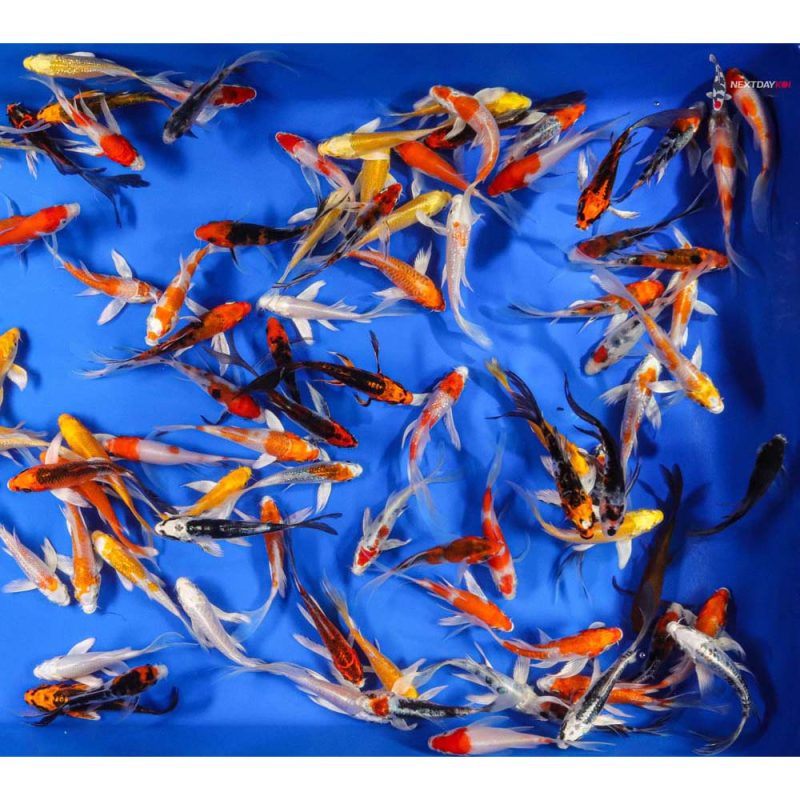 AA Grade (Premium Grade) Imported Butterfly Koi | Koi Fish For Sale