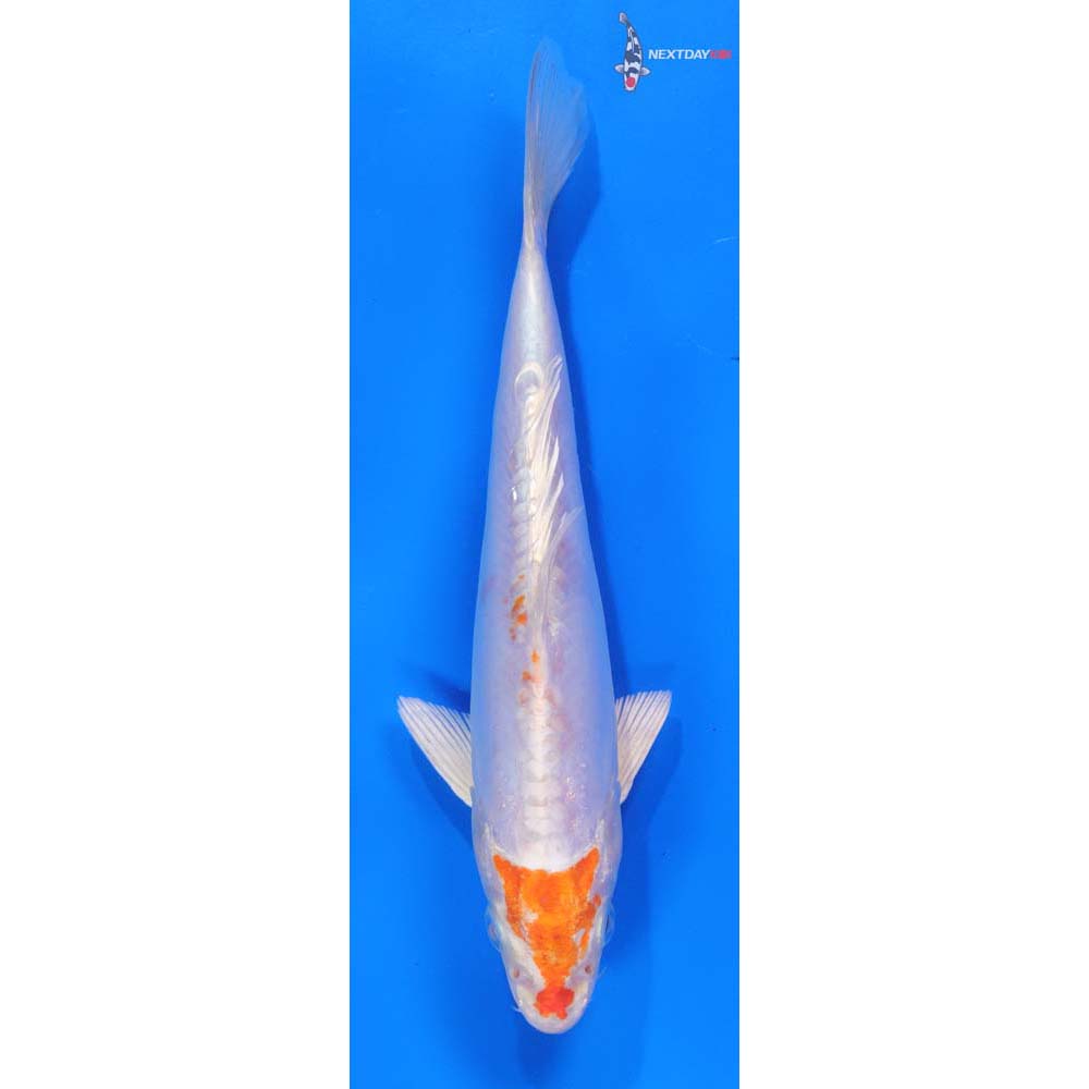 7-imported-kikusui-koi-fish-for-sale