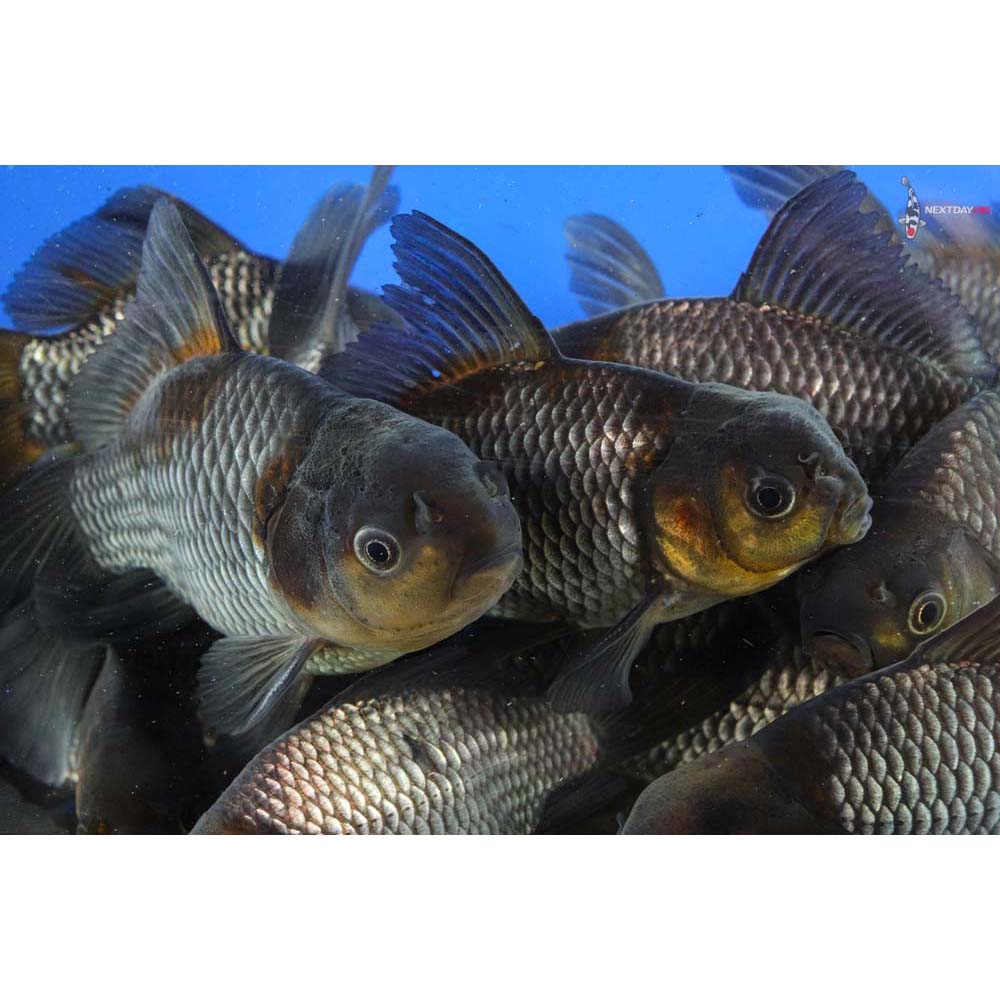 4 5 Imported Blue Comet Goldfish Koi Fish For Sale