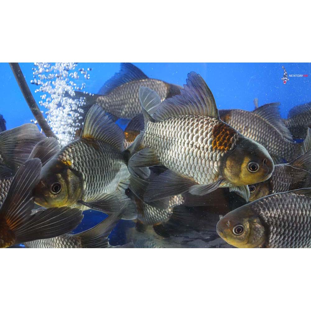 45” Imported Blue Comet Goldfish Koi Fish For Sale