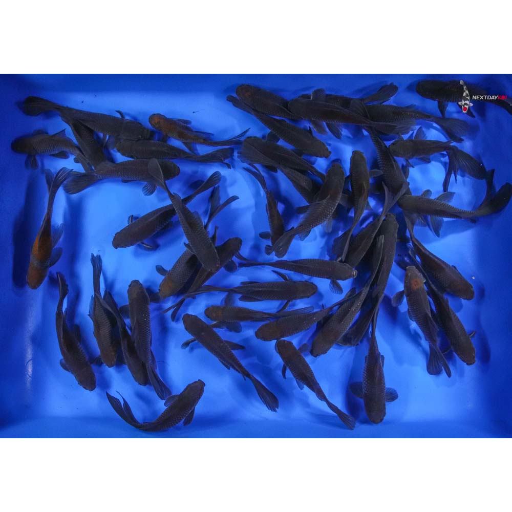 Buy Professional Marine PVC Goldfish Net L AFG203-L from Japan - Buy  authentic Plus exclusive items from Japan