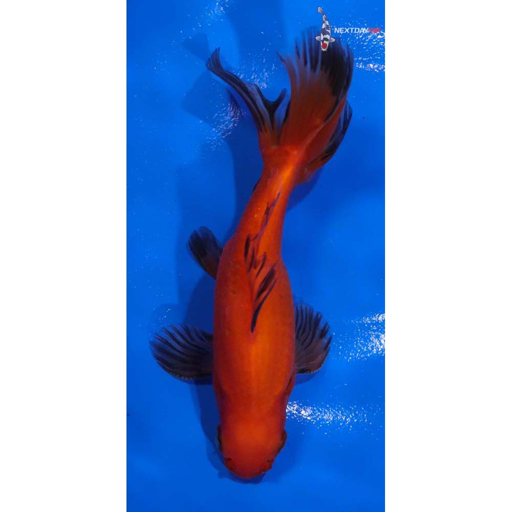 4.5” Imported Male Red and Wakin | Fish Sale