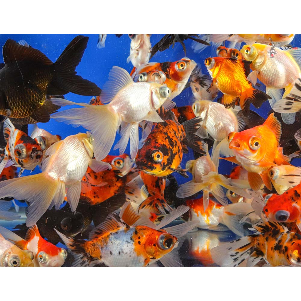33.5" Imported Mixed Telescope Eye Fantail Goldfish Koi Fish For Sale