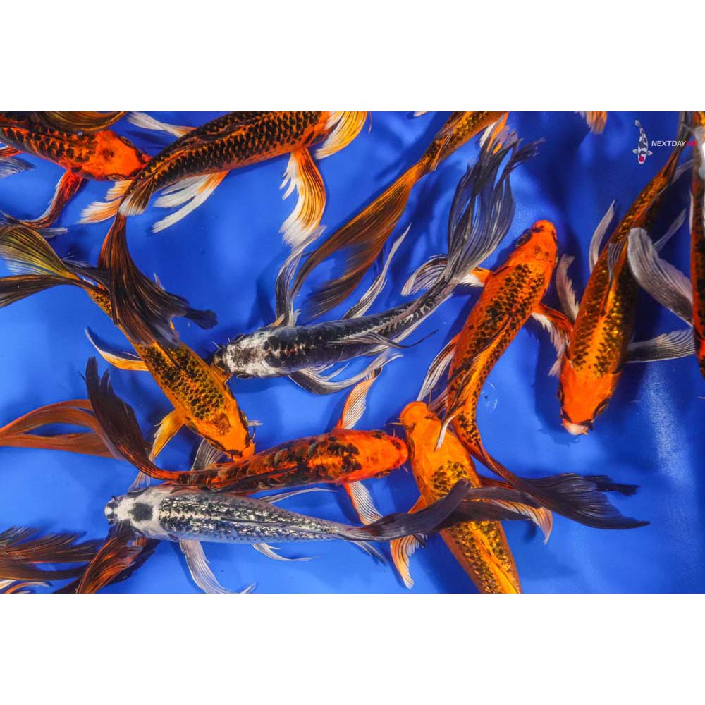 7-8" Skeleton Mix Imported Butterfly Koi | Koi Fish For Sale