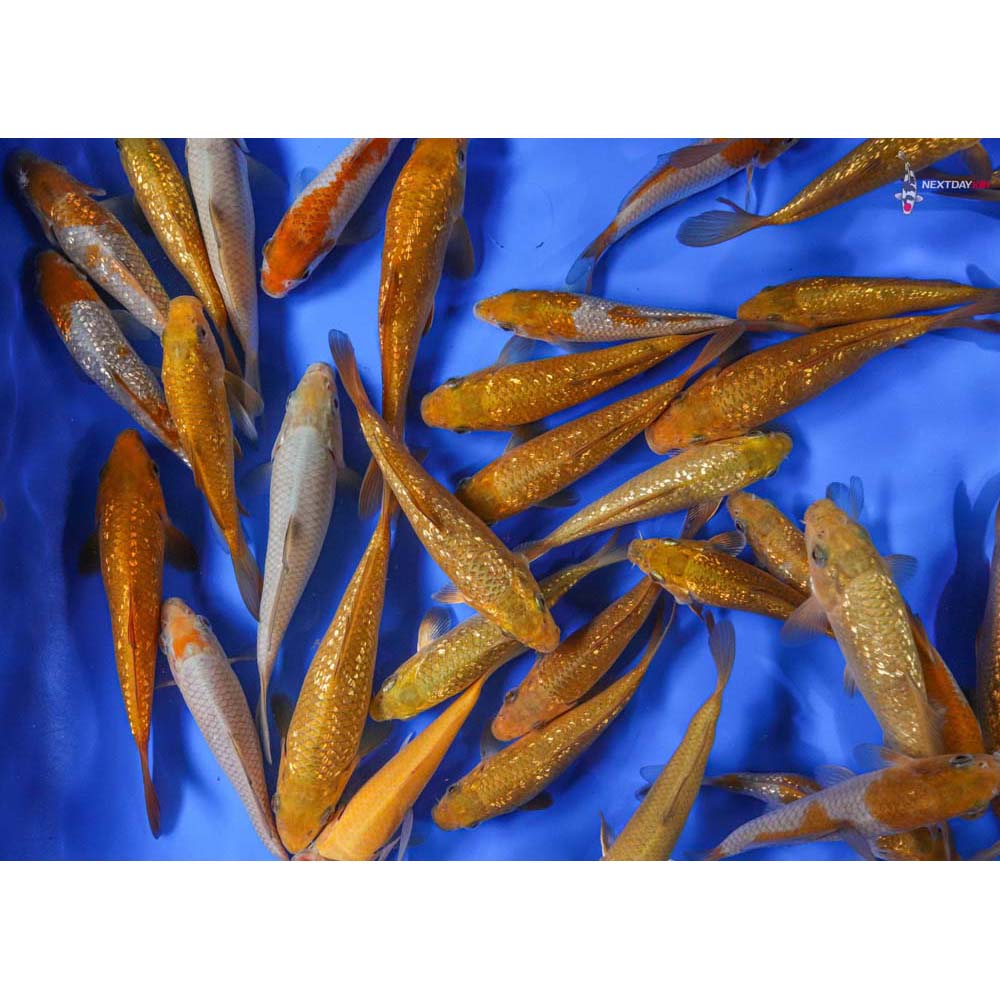 Koi Pond Packs Koi Fish For Sale Next Day Koi