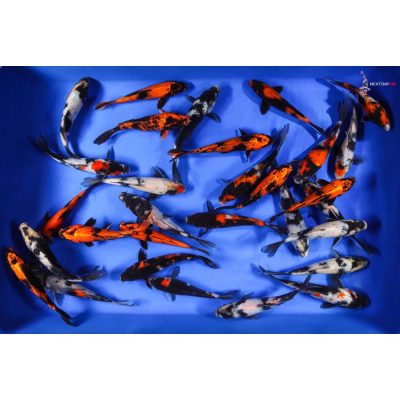 Koi Pond Packs | Koi Fish For Sale | Next Day Koi