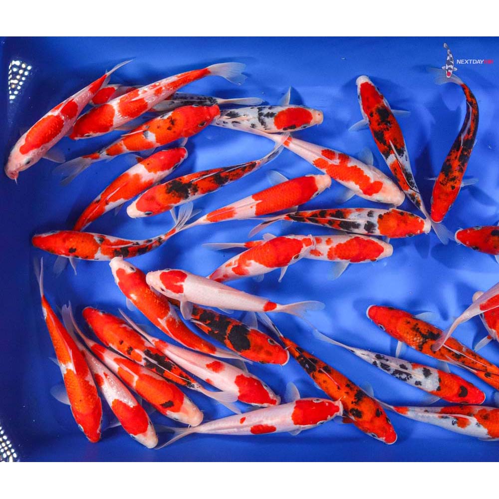 Kohaku & Sanke Mix Imported Koi | Koi Fish For Sale