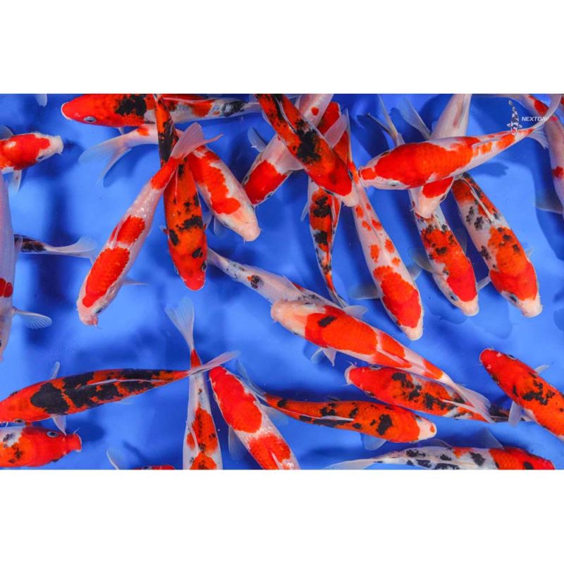 Kohaku & Sanke Mix Imported Koi | Koi Fish For Sale