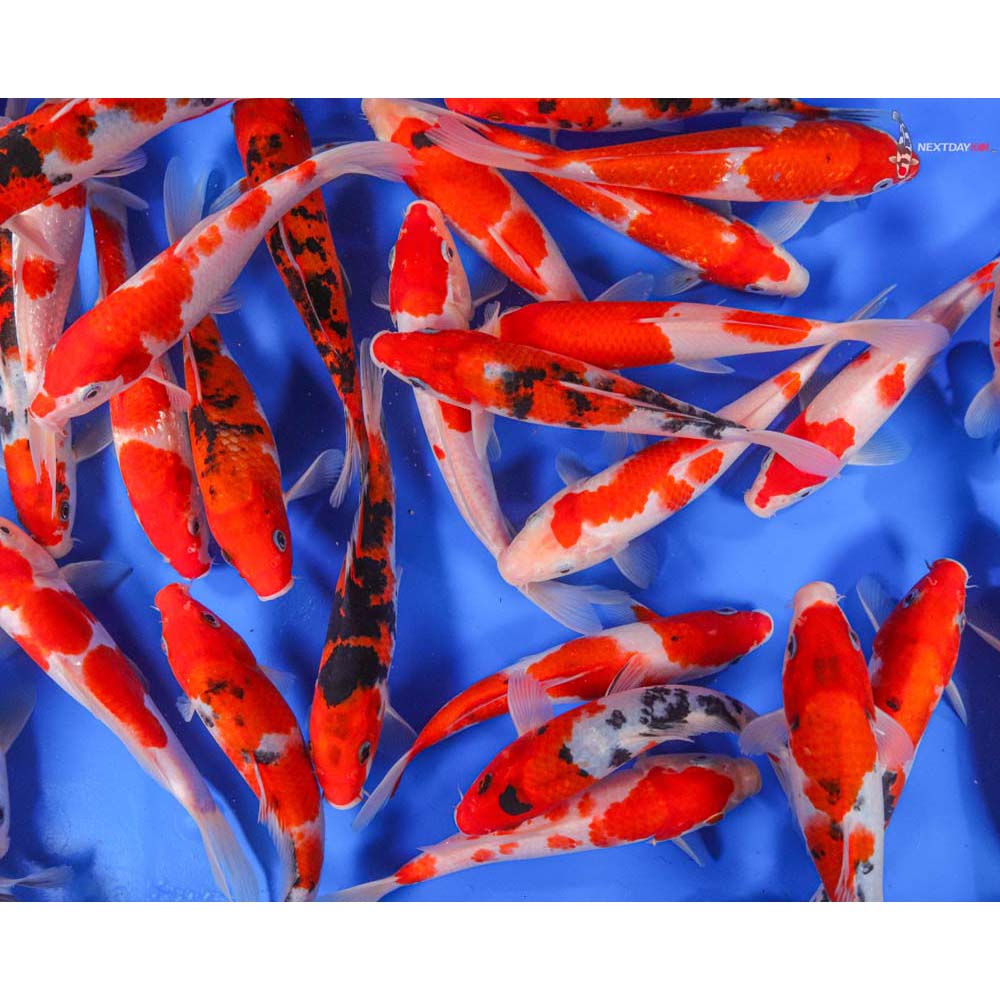 Kohaku & Sanke Mix Imported Koi | Koi Fish For Sale