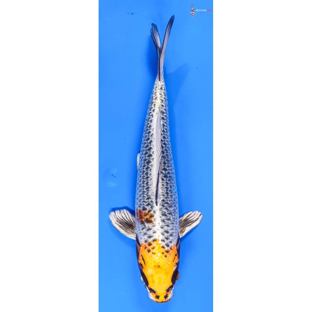 10” Imported Kujaku | Koi Fish For Sale