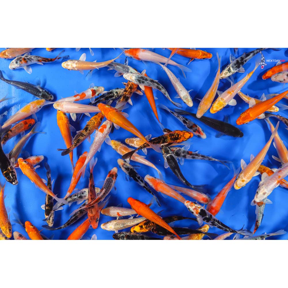 A Grade (Standard Grade) Imported Koi | Koi Fish For Sale