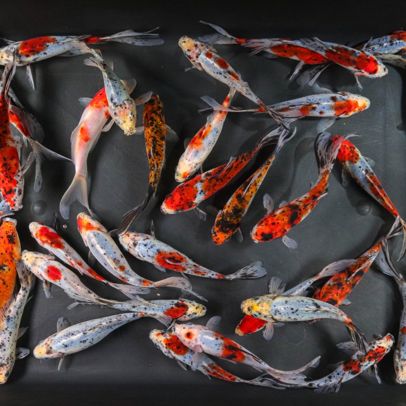 5-6” Imported Shubunkin Goldfish | Koi Fish For Sale