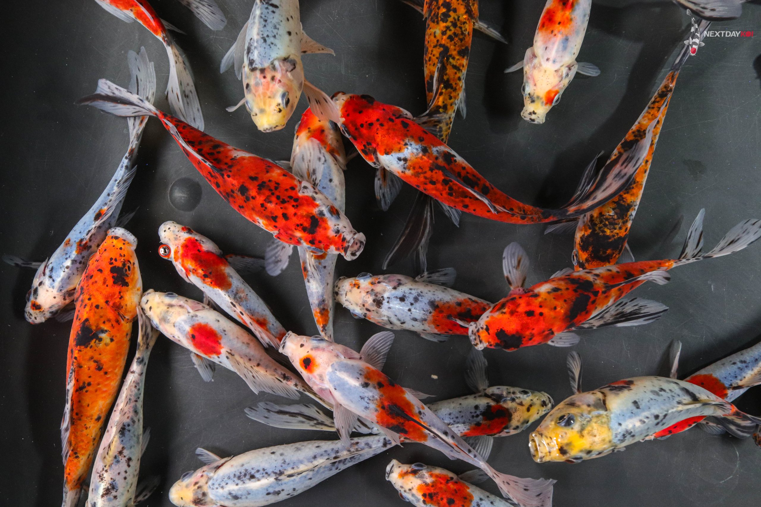 5-6” Imported Shubunkin Goldfish | Koi Fish For Sale