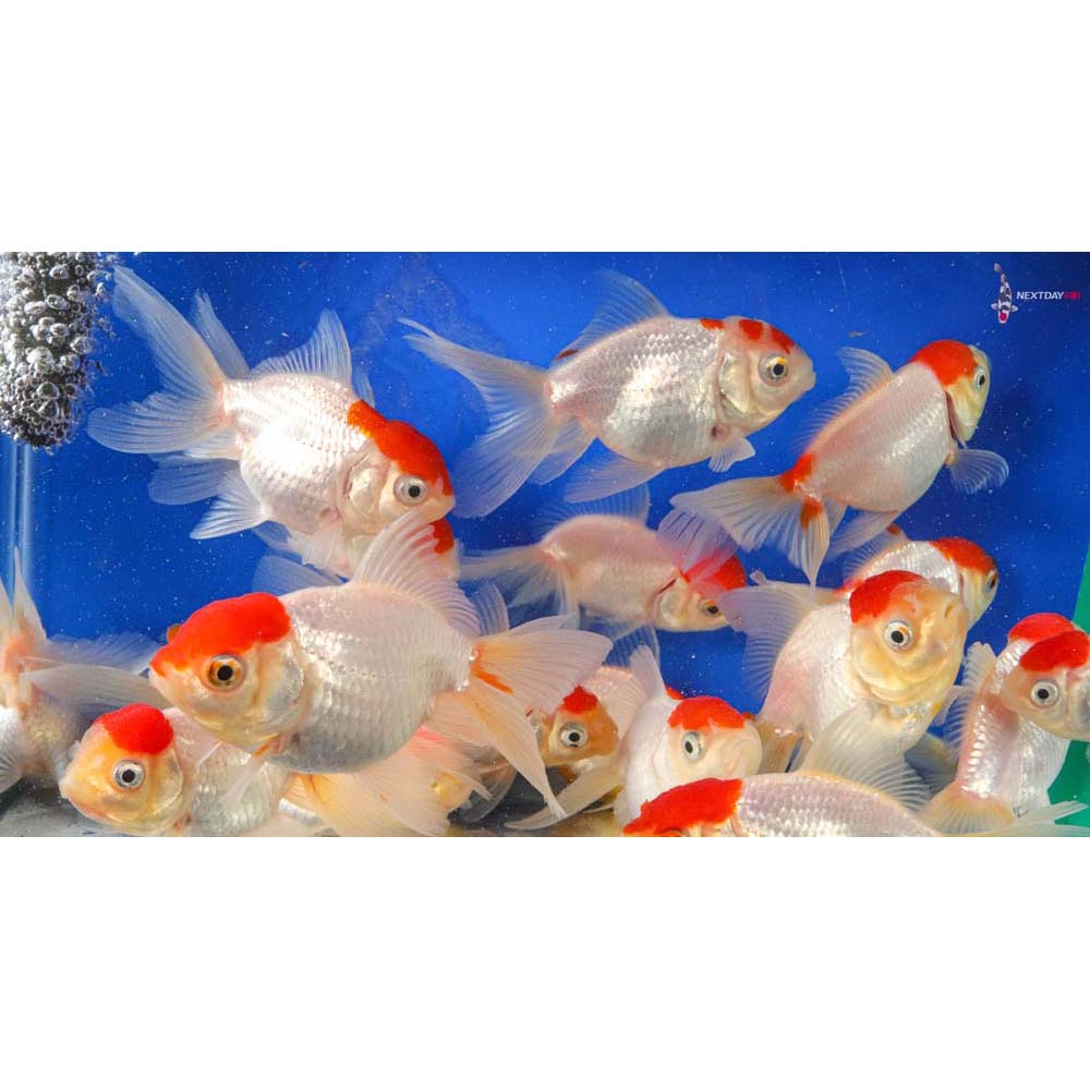 3-4 Imported Redcap Oranda Goldfish