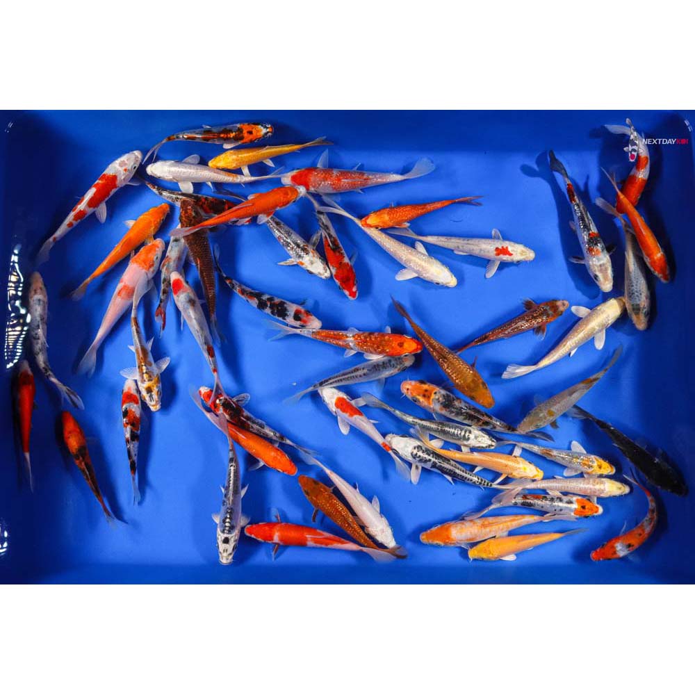 A Grade (Standard Grade) Imported Koi | Koi Fish For Sale