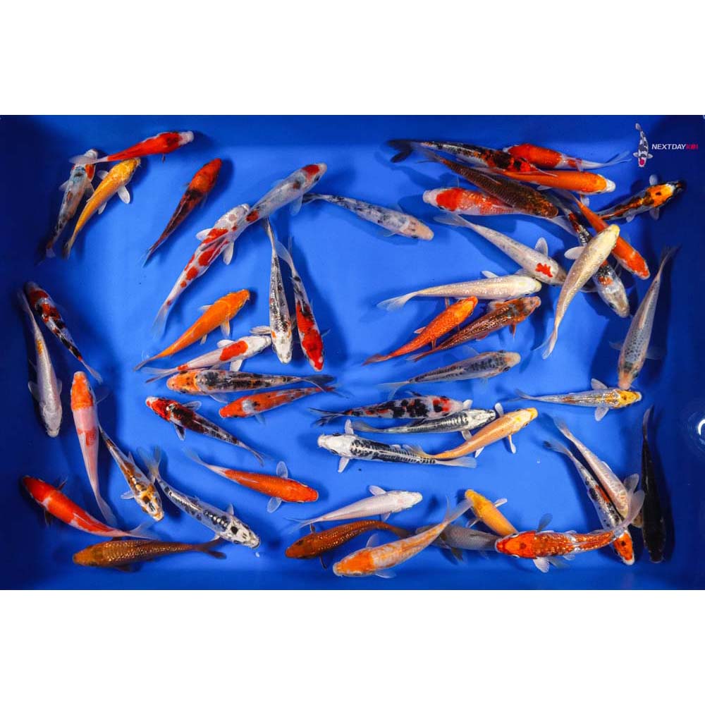 A Grade (Standard Grade) Imported Koi | Koi Fish For Sale