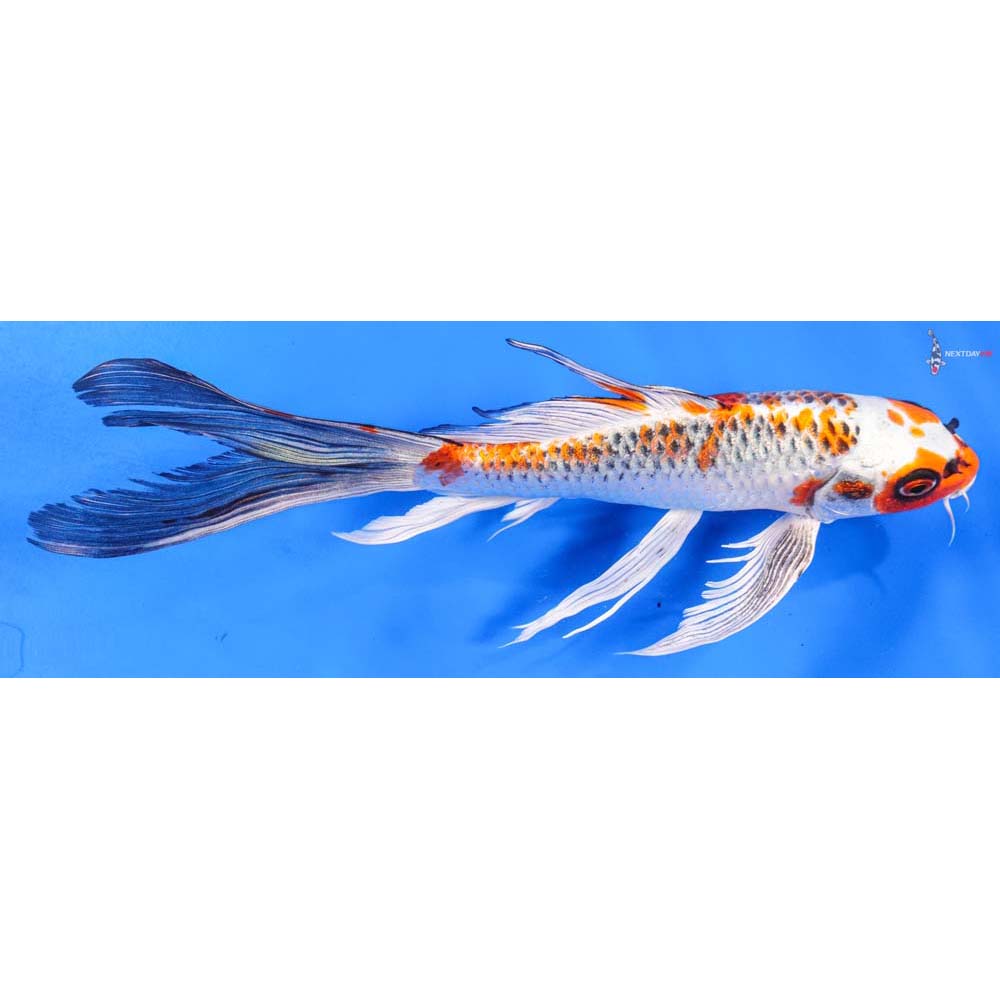 9” Imported Kujaku Butterfly Koi | Koi Fish For Sale