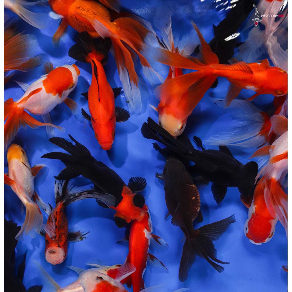 44.5" Imported Mixed Fancy Goldfish Koi Fish For Sale