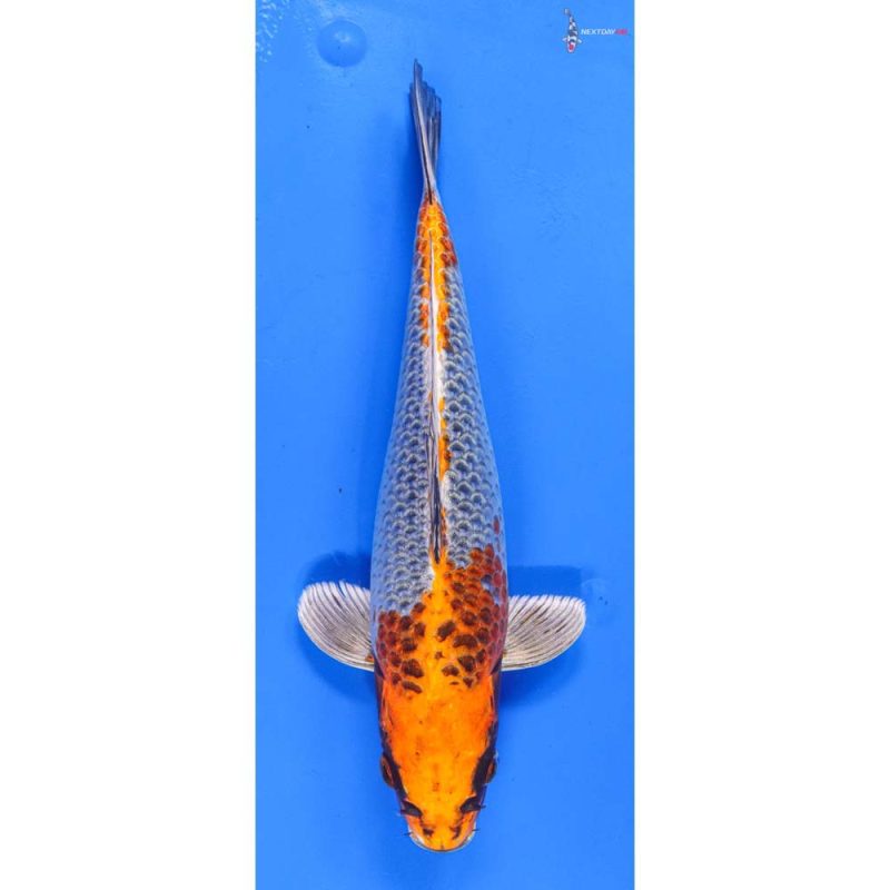 9.5” Imported Kujaku | Koi Fish For Sale