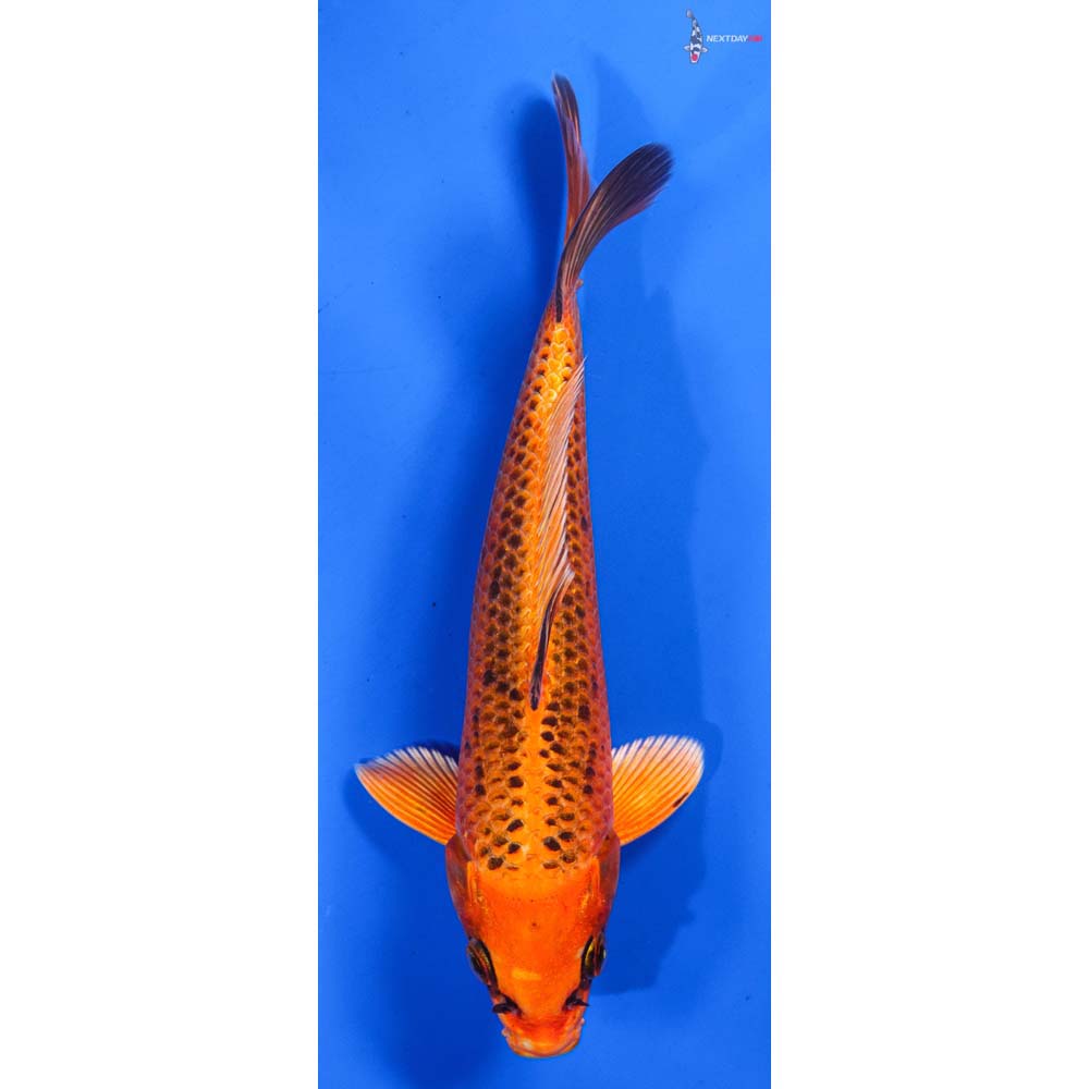 8-imported-orenji-matsuba-koi-fish-for-sale