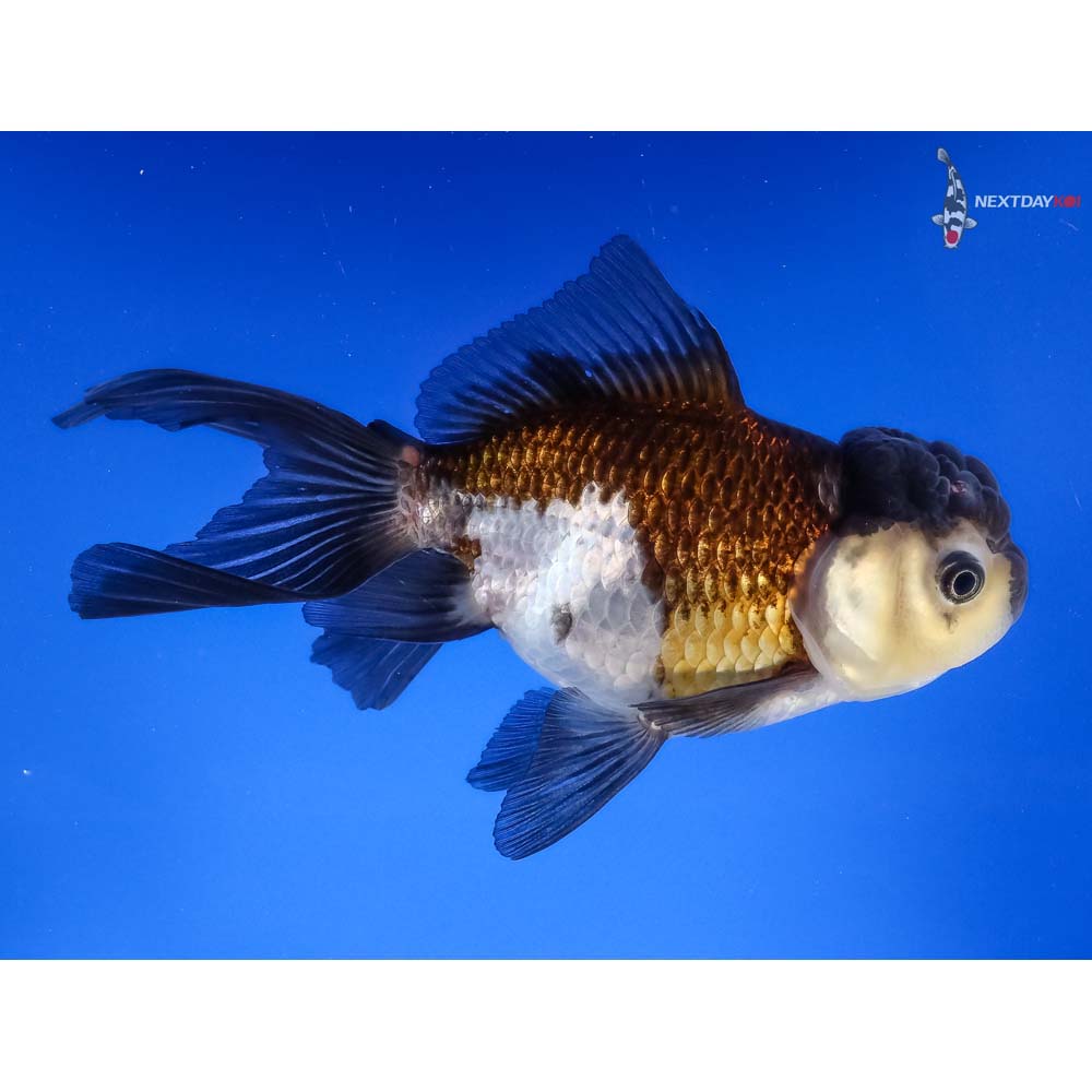 4.5” Imported Tri Color Panda Oranda | Koi Fish For Sale