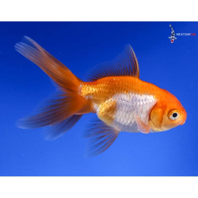 red fantail goldfish