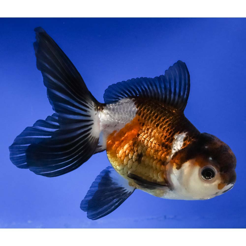 5” Imported Tri Color Panda Oranda | Koi Fish For Sale