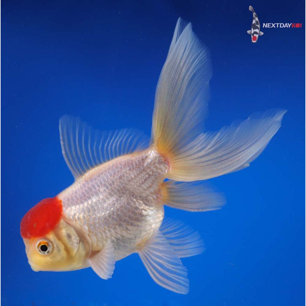  Red Cap Oranda 3 (Packs of 2 Goldfish) - Live Fish