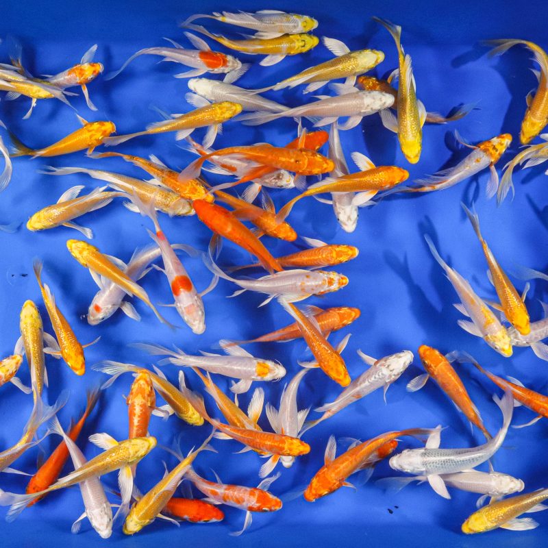 Live Koi Fish for Sale, Quality Choice Koi