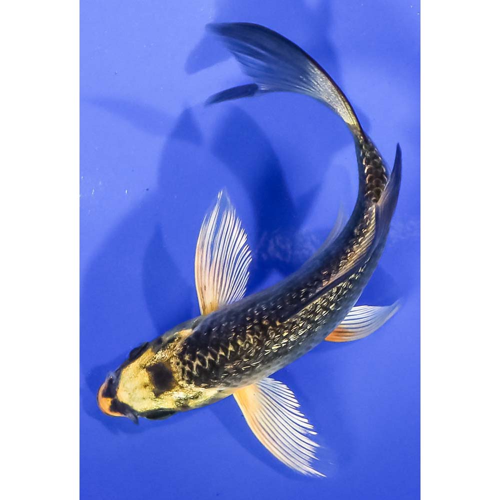 4” Gin Rin Ki Matsuba Butterfly Koi Koi Fish For Sale