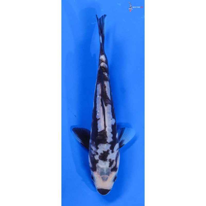 Koi Fish For Sale Next Day Koi