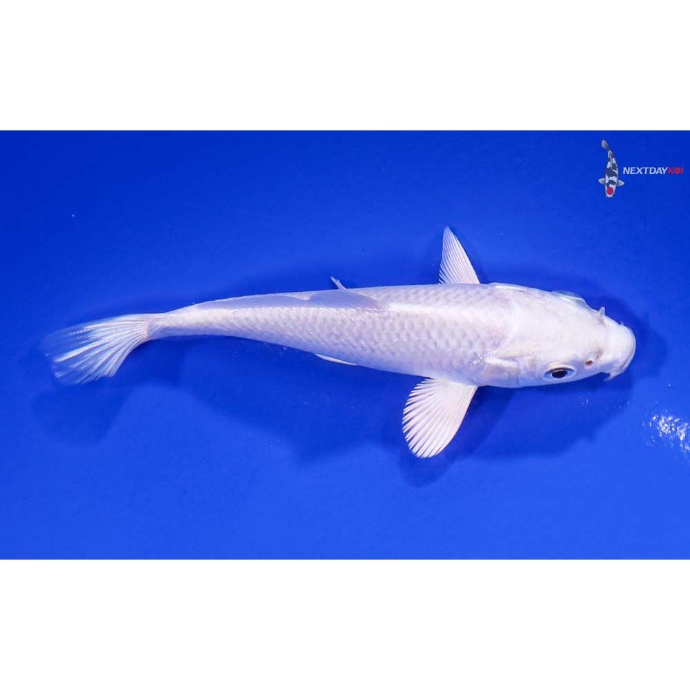 4” Platinum Ogon Koi Fish For Sale