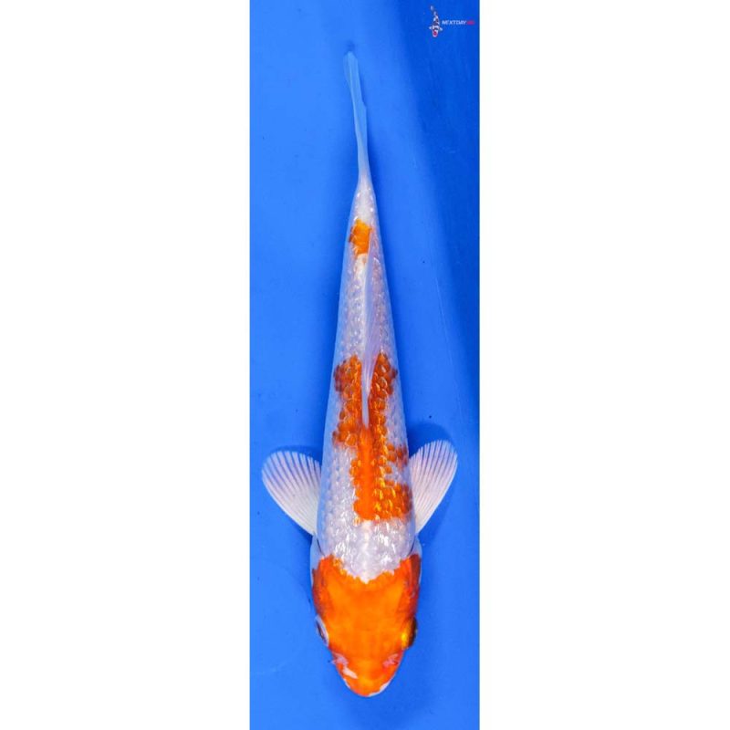 Koi Fish For Sale Next Day Koi   2024.01.04 D 45 10 28 800x800 