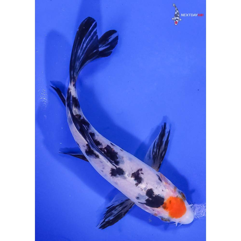 5.5” Tancho Sanke Butterfly Koi | Koi Fish For Sale