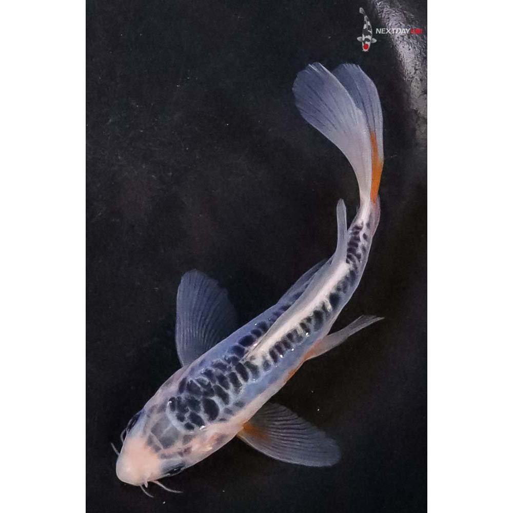 Single Fish | Koi Fish For Sale | Next Day Koi