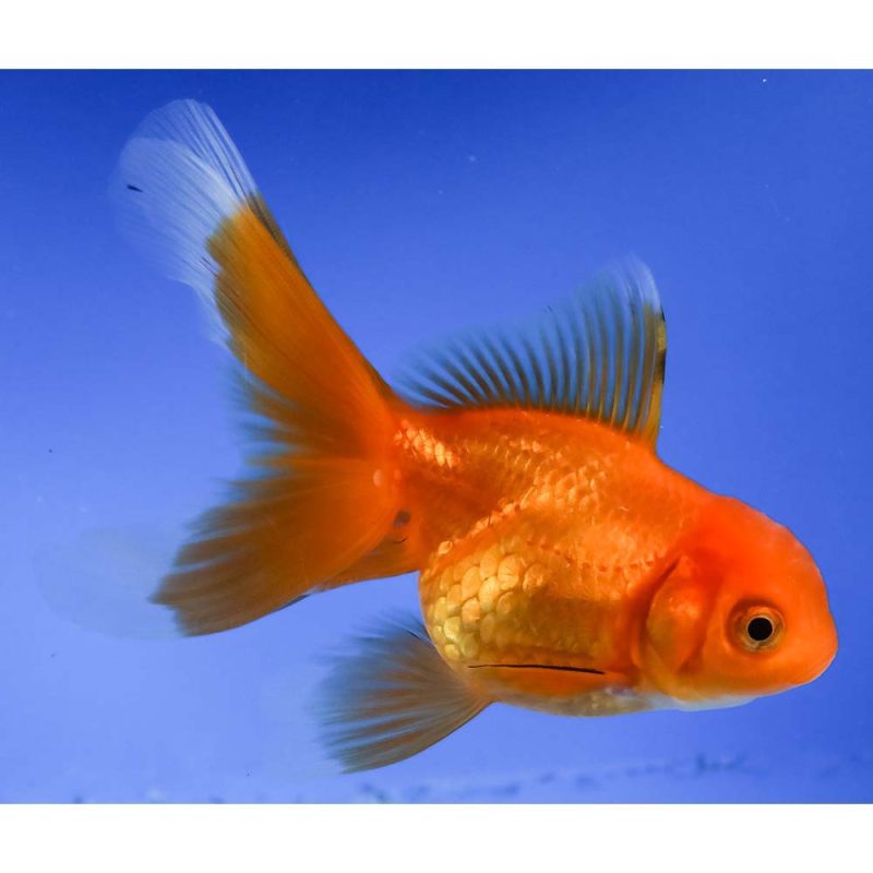 Goldfish For Sale | Fancy Goldfish & Pond Goldfish | Next Day Koi