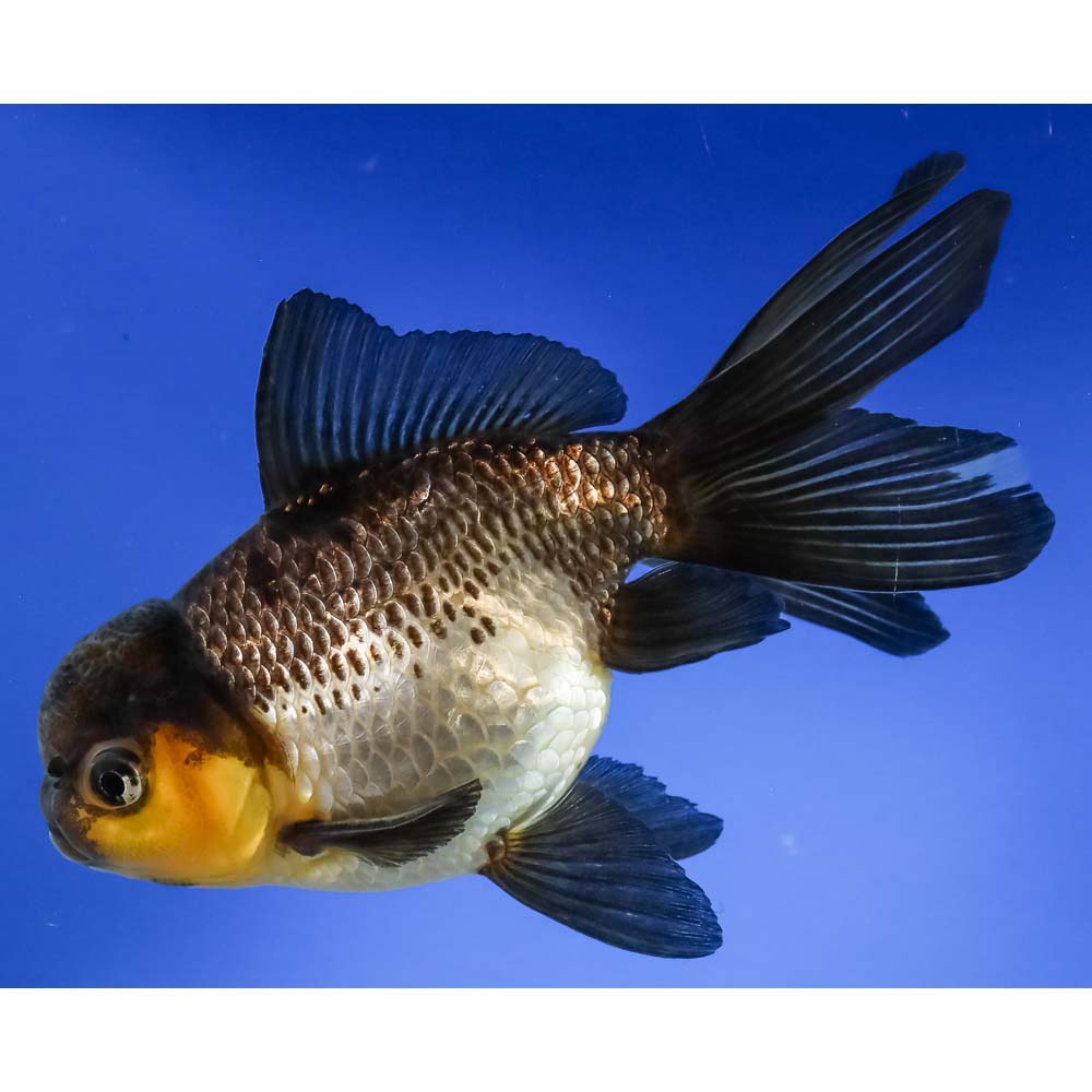 5” Imported Panda Oranda | Koi Fish For Sale