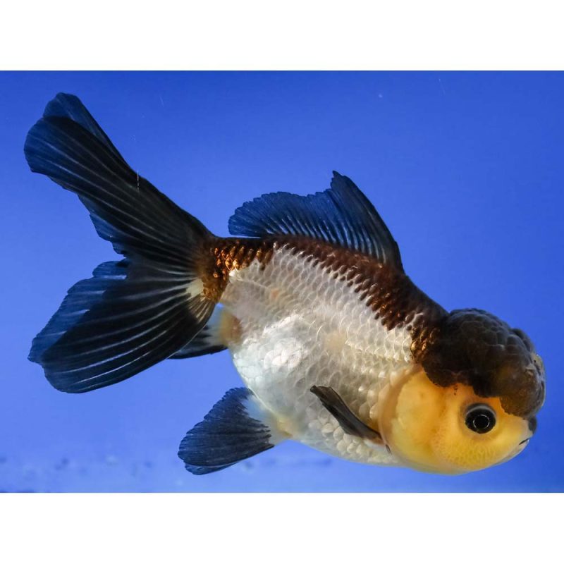 Panda goldfish 2024 for sale