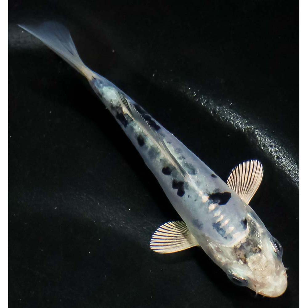 3.5” Doitsu Blue Shiro Bekko | Koi Fish For Sale