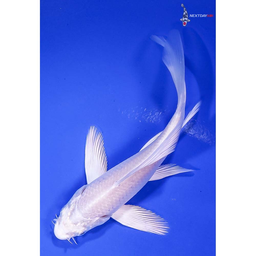 5” Platinum Ogon Butterfly Koi Koi Fish For Sale