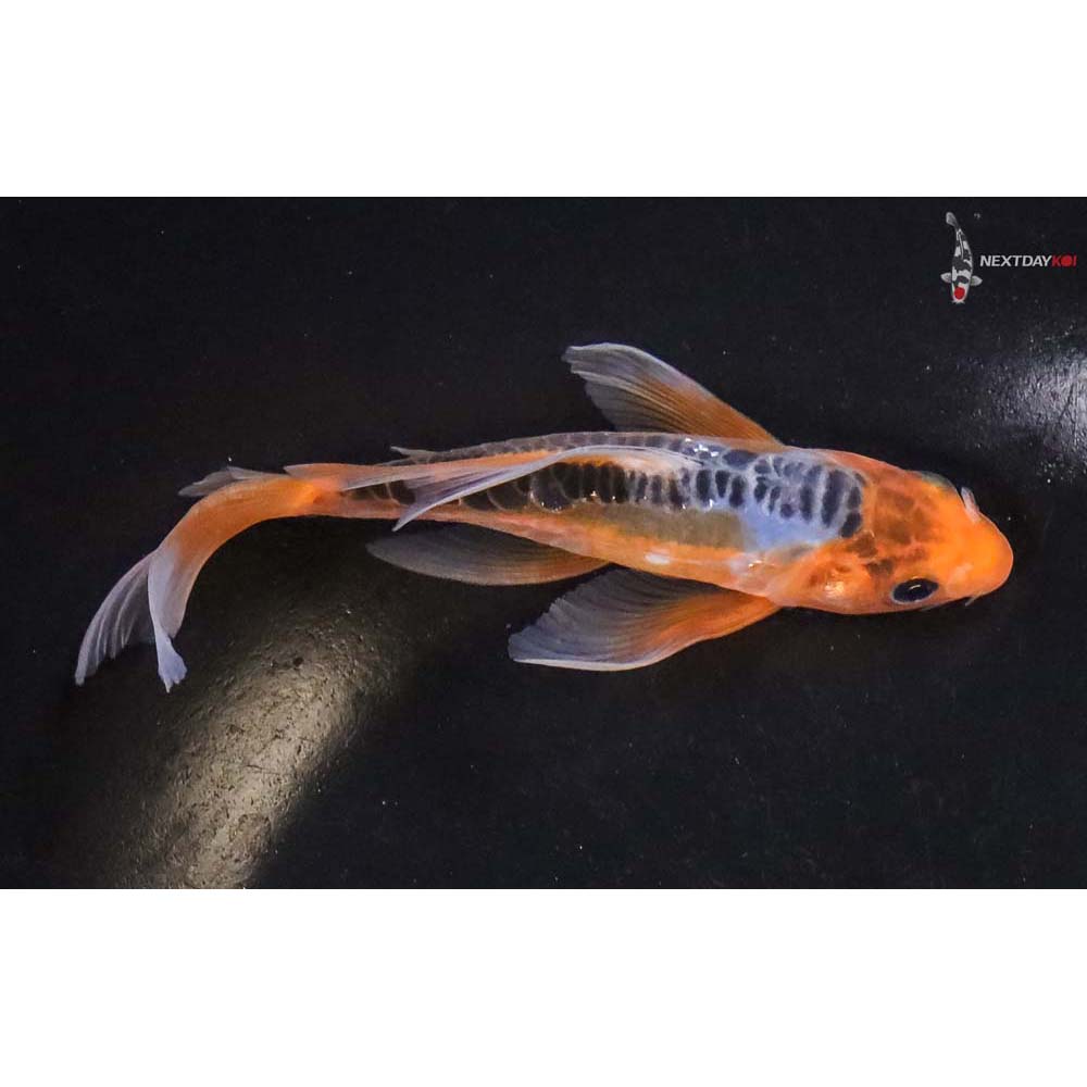 5” Shusui Butterfly Koi Koi Fish For Sale