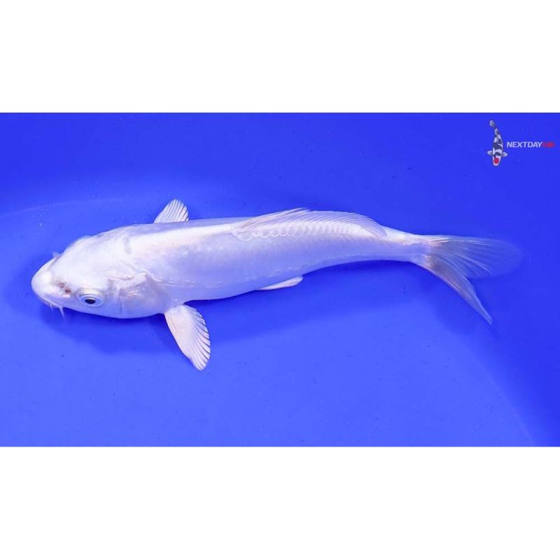 6” Doitsu Platinum Ogon Koi Fish For Sale