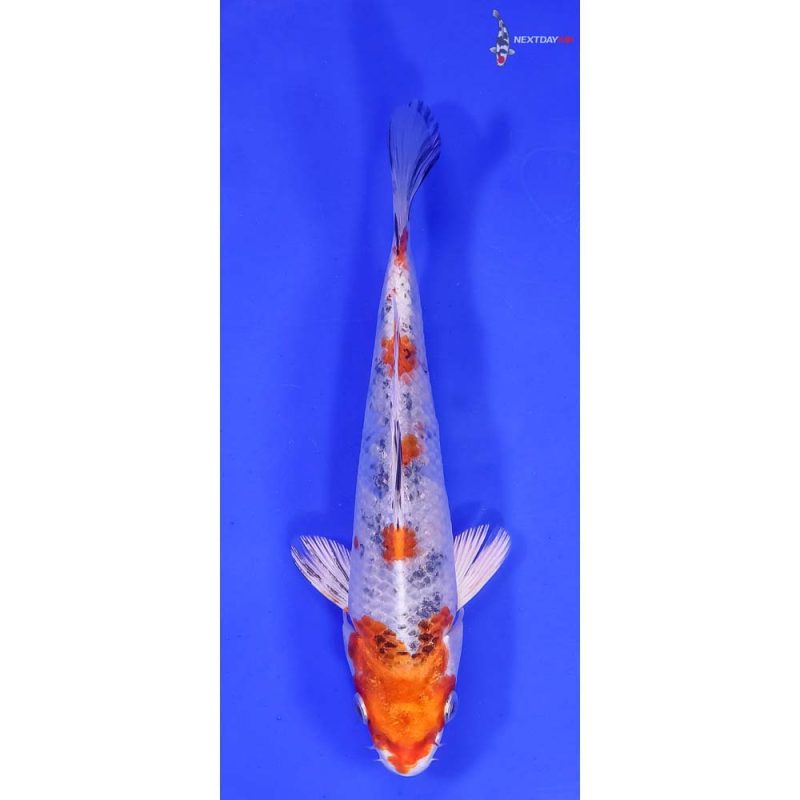 Koi Fish For Sale | Next Day Koi