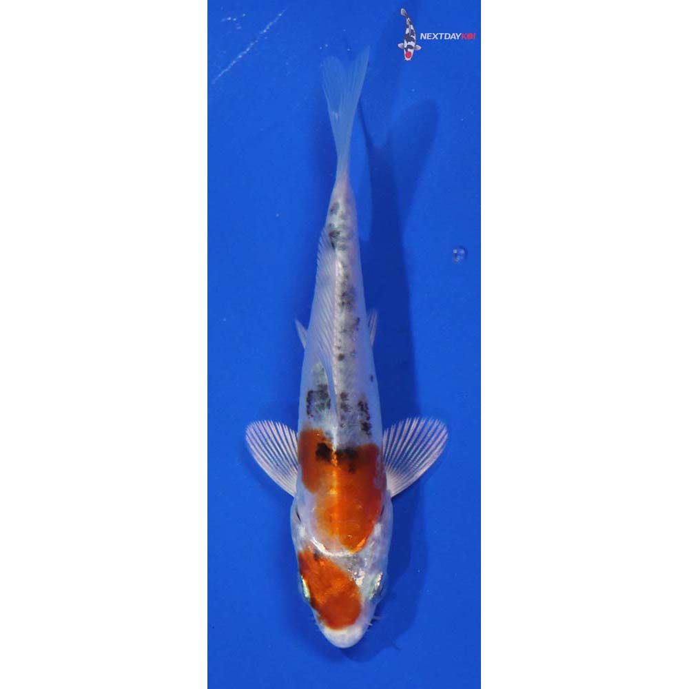 4” Heisei Nishiki | Koi Fish For Sale