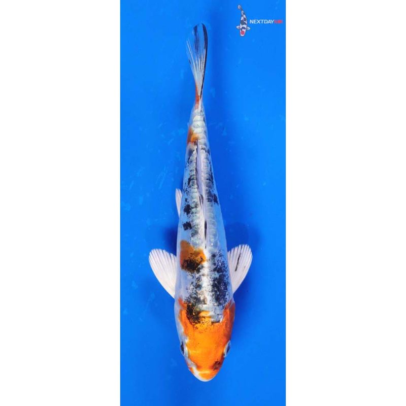 5” Heisei Nishiki Koi Fish For Sale