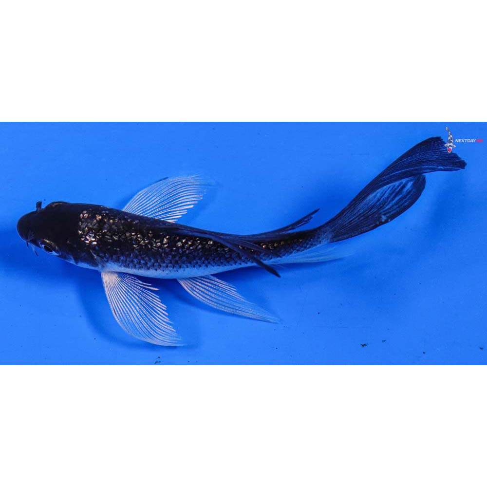 3.5” Gin Rin Soragoi Butterfly Koi | Koi Fish For Sale