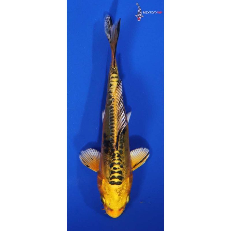 Hikarimuji Koi Fish For Sale Next Day Koi