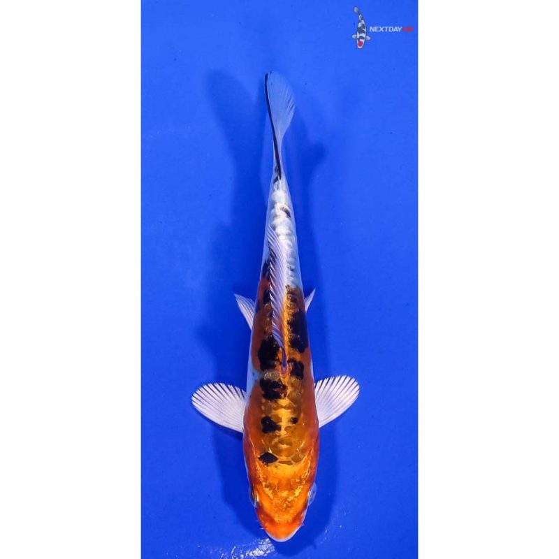 Koi Fish For Sale | Next Day Koi